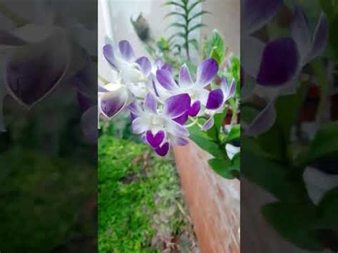 Dual Branch Orchid Orchid Flowers Anggrek Dendrobium YouTube