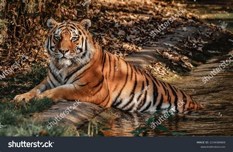 Big Muscular Tiger Roaming Around Stock Photo 2234380669 Shutterstock