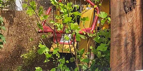 How Often To Water Newly Planted Trees Other Watering Tips