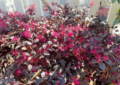 Loropetalum