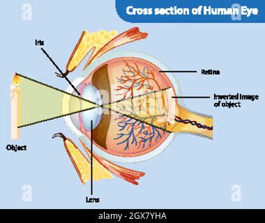 Anatomia Dell Occhio Umano Con Sezione Trasversale Dell Illustrazione