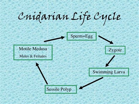 PPT - Phylum Cnidaria PowerPoint Presentation, free download - ID:2692280