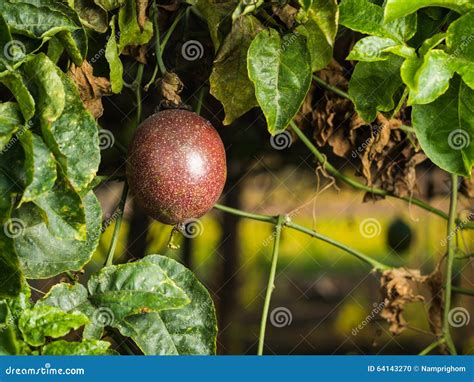 Red Passion Fruit Stock Photo Image Of Oval Closeup 64143270