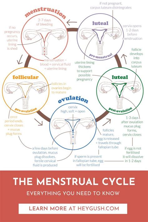 Menstrual Cycle Phases And Hormones Artofit