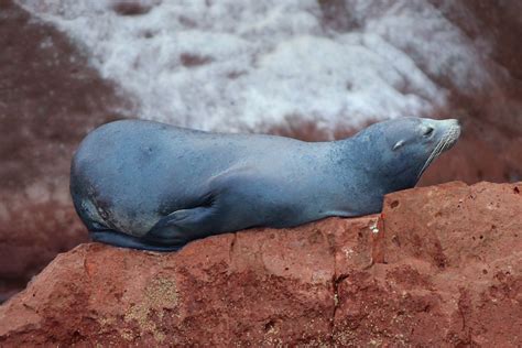 La Lobera En La Isla Del Espíritu Santo Bcs Victor Siliceo Flickr