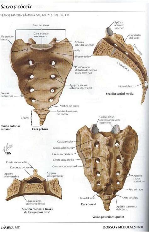 Asoterci Casc Columna Vertebral