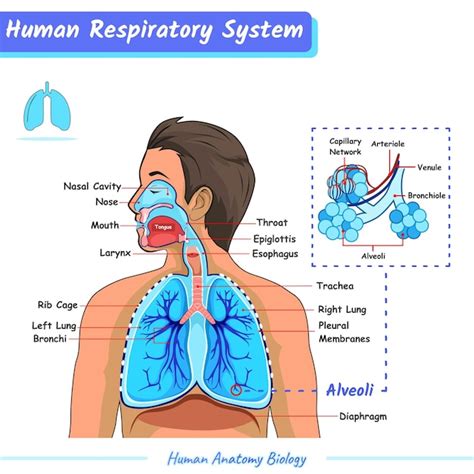 Sistema Respiratorio Del Ser Humano Vector Premium