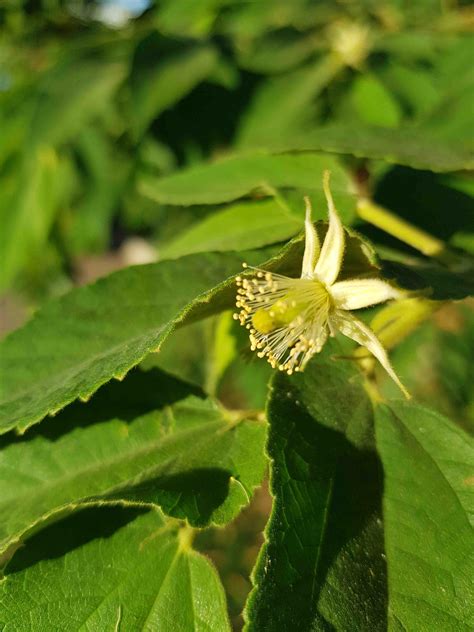 Panama Berry Muntingia Calabura