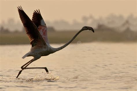 Greater Flamingo Stock Photo Image Of Sanctuary Bill 93458406