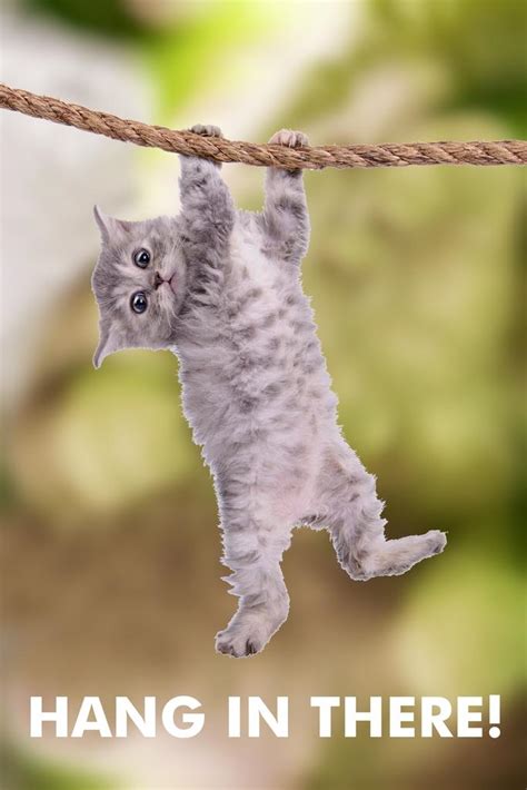 Hang In There Cat Retro Motivational Poster 24x36 Ebay