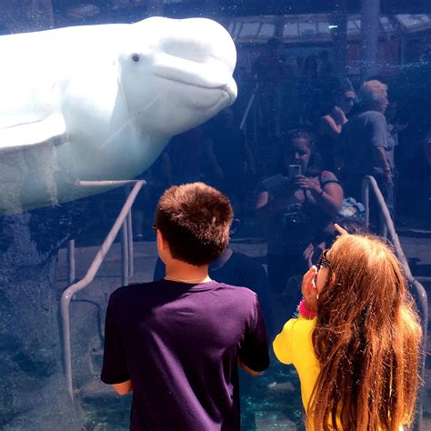 Evan and Lauren's Cool Blog: 8/16/15: Mystic Aquarium Beluga Whales and More