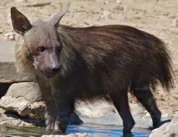 4 Types of Hyenas: Facts and Photos