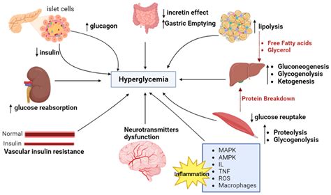 Molecules Free Full Text Food Polyphenols And Type Ii Diabetes