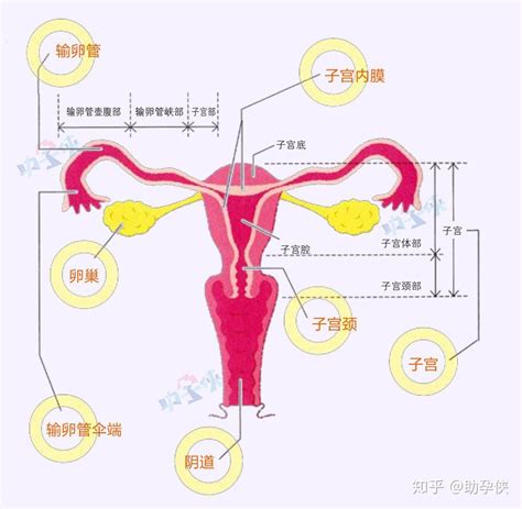 输卵管有啥用怎么查 知乎