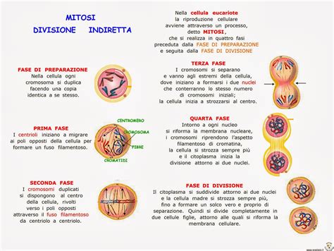 Paradiso Delle Mappe Mitosi Divisione Indiretta