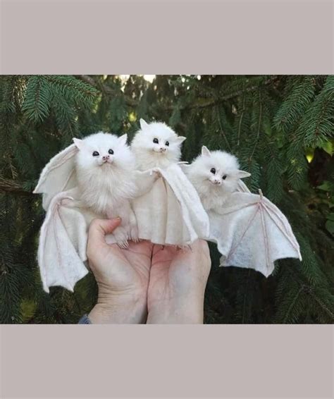 Honduran white bats cute animal drawing funny animal pics bat family ...