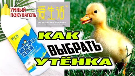 Продукция ГРИНЛИФ –это КАЧЕСТВО!!! КАК ВЫБРАТЬ УТЁНКА? - YouTube