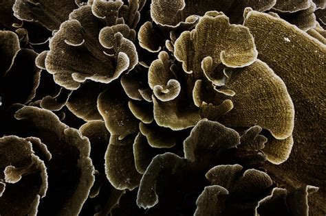 Lettuce Coral Images Browse 397 Stock Photos Vectors And Video