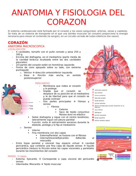 1 Anatomia Y Fisiologia DEL Corazon ANATOMIA Y FISIOLOGIA DEL