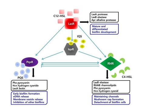 Interactions Between Quorum Sensing Systems Of P Aeruginosa Blue