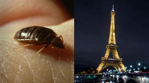 Paris has been infested by bed bugs. Are they dangerous, and can you avoid them? | SBS News