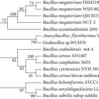 Phylogenetic Tree Showing The Position Of Bacillus Megaterium NCT 2