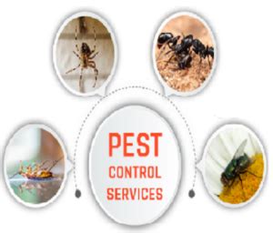 Benefits Of Hiring A Professional Pest Control Company New Star