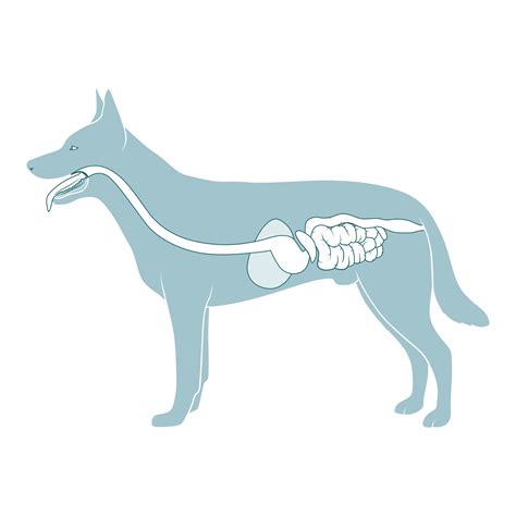 Dog Upper Digestive Tract at James Jain blog