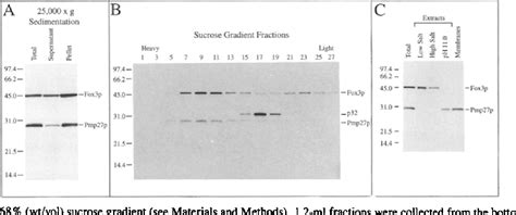 Figure 10 From Giant Peroxisomes In Oleic Acid Induced Saccharomyces