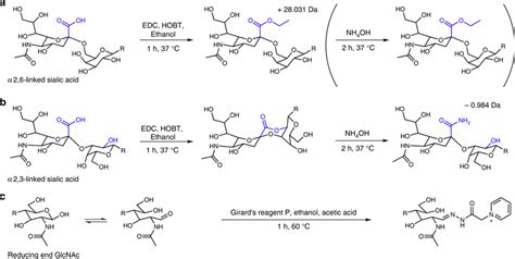 Reaction Scheme For The Linkage Specific Derivatization Of Sialic Acids