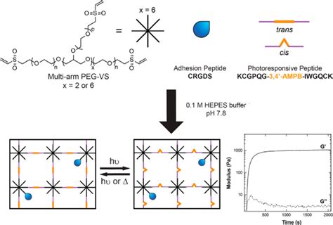 Schematic Illustration For The Fabrication Of Photoresponsive