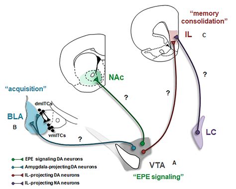 Dopaminergic Modulation Of The Neural Circuitry Underlying Fear