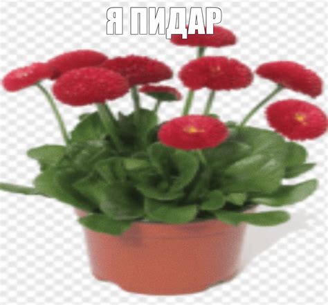 Создать мем "маргаритка красный шар, bellis perennis в горшке ...