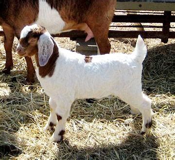 Boer goats | Successful Farming