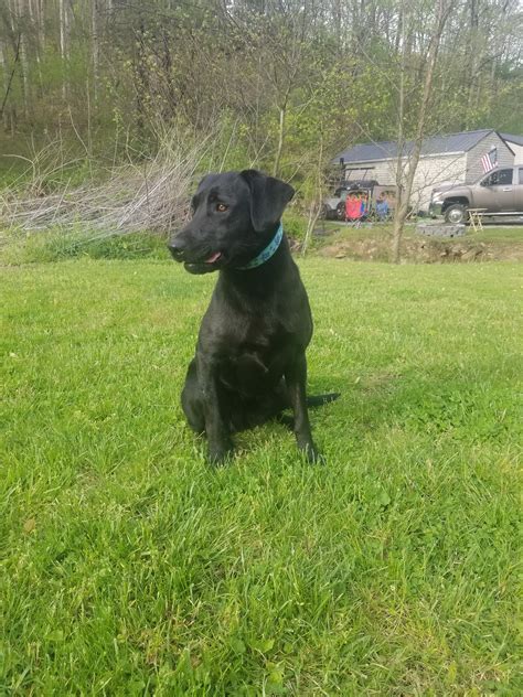 With Laila's health testing results... - Backwoods Labradors