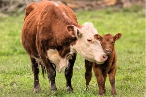 Bovino Características Alimentación Hábitat Reproducción Depredadores