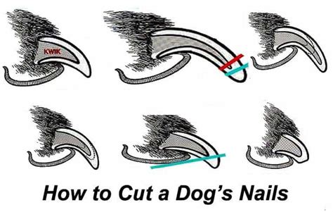 How To Cut Your Dogs Nails The Right Way