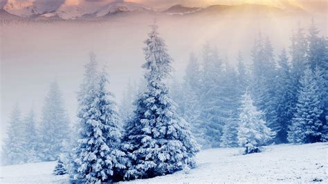 Fondos De Pantalla Pinos Cubiertos De Nieve Durante El D A Wqhd Qhd