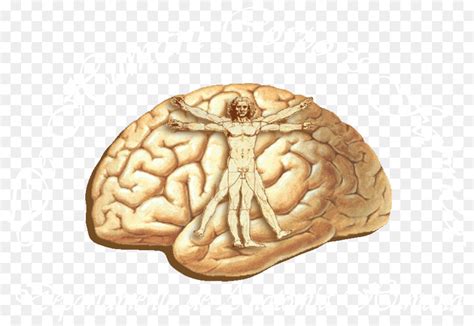Cervello Corteccia Cerebrale