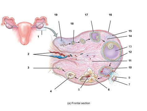 Chapter 28 Ovary Diagram Quizlet