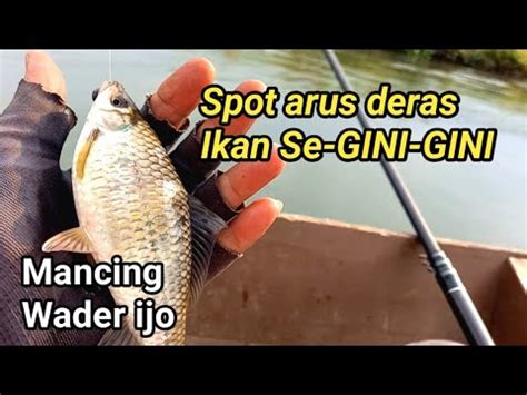 Pas Banget Mancing Wader Ijo Di Sarangnya Youtube