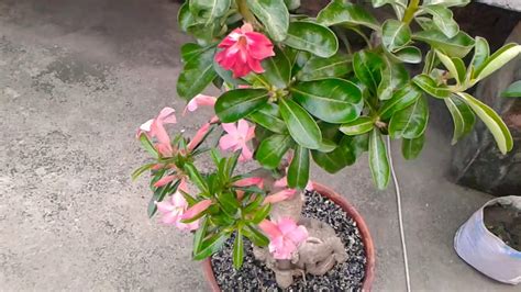 Tips From First Grow Adenium Plant Youtube