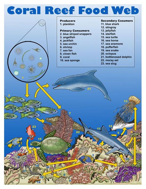 Coral Reef Food Web Diagram