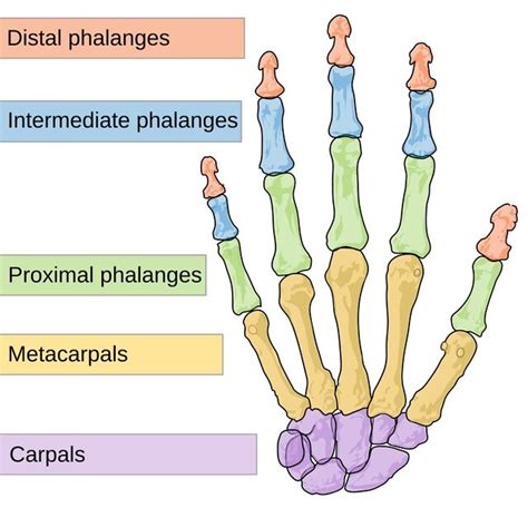 Phalanges of the Hand - WikiSM (Sports Medicine Wiki)