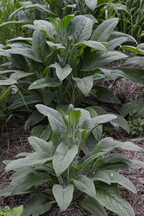 12 Uses For Comfrey Plants In The Garden And Homestead Comfrey Plant