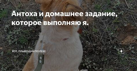 Антоха и домашнее задание, которое выполняю я. | Кот, плывущий по реке ...