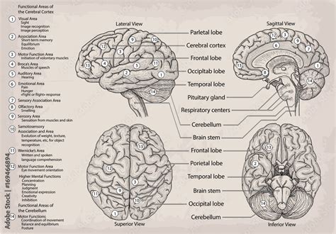 Anatomical Diagram Of Human Brain Medicine Vector Illustration Poster