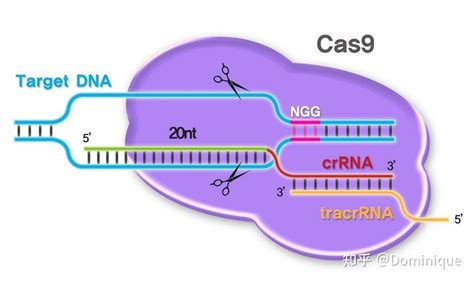 基因编辑技术crispr Cas9：改变生命的革命 知乎