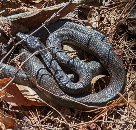 Eastern Gray Ratsnake Complex From Athens Ga Usa On March