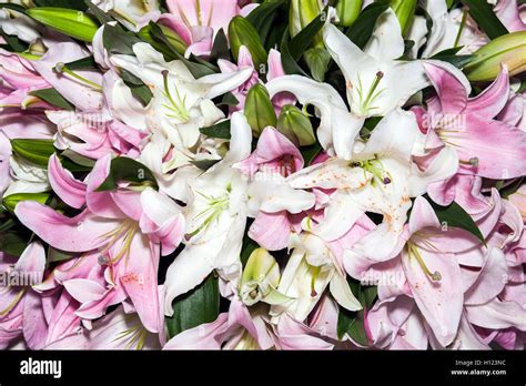 Lily Flowers Background Stock Photo Alamy